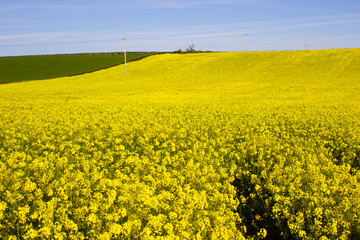 A field of Rapeseed oi an Irish Farm with its bright yellow flower heads, contrasted against a clear blue sky on a sunny day in early spring.