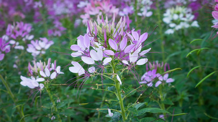 Spider flower