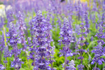 Lavender field