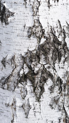 Fototapeta premium birch bark