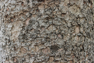 Bark texture background