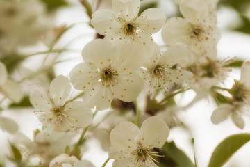 Blossom tree over nature background/ Spring flowers/Spring Background