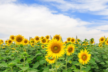 Fototapeta premium Sunflower field