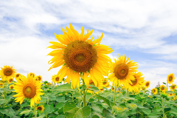 Sunflower field