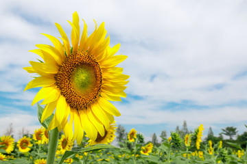 Sunflower field