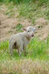 Naklejka na ściany i meble Lamb, cute baby sheep in a field 