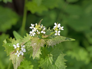Knoblauchsrauke, Alliaria petiolata