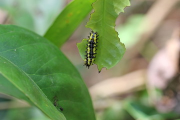 carterpillar