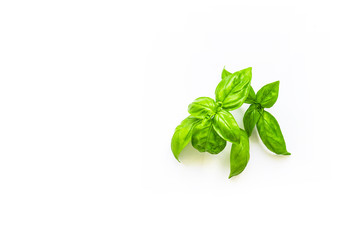 Fresh branch with leaves of organic basil seen from above isolated on a white background