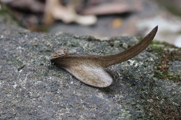 leaves dry