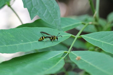 wasp