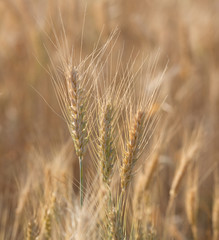 isolated wheat