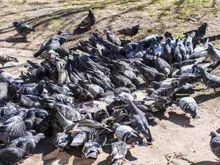 large flock of pigeons
