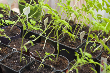 Seedling tomato in tray for sprout in greenhouse.