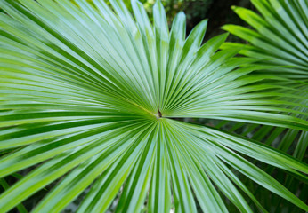 Obraz premium Closed-up bright green palm leaf in tropical nature