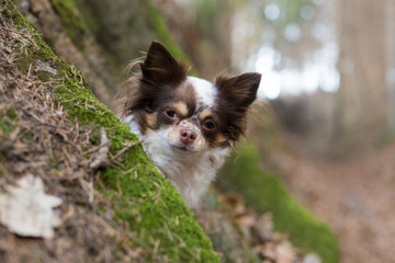 Chihuahua hinter Wurzel