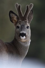 Naklejka na ściany i meble Roebuck portrait. Roe deer portrait. Wild animal portrait. Roebuck with horns.