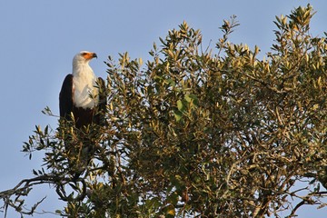 African eagle sitting on a tree in the nature habitat, great bird, sky in africa, african wildlife