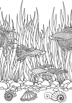 Hand drawn vector fish, seaweed, seashells, stones. Beautiful hand drawn Aquarium fish Betta. River  Sea fish.  Black and white drawing by hand. Line art. 