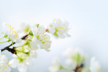 Flowers bloom on a branch of plum. Soft focus