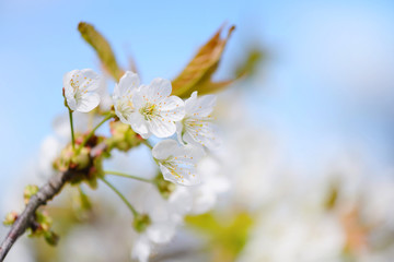 Flowers bloom on a branch of cherry against blue sky