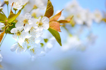 Flowers bloom on a branch of cherry against blue sky