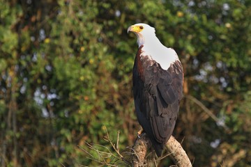 African eagle sitting on a tree in the nature habitat, great bird, sky in africa, african wildlife