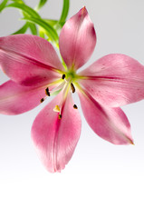 Flower pink lilies on white background