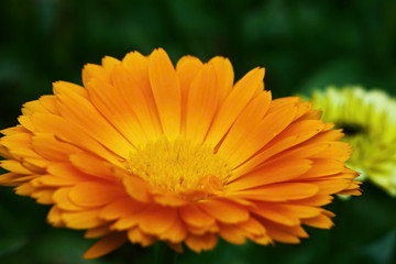 Marigold yellow, flower petals at the base of dark-yellow at the edges light-yellow. Ready to Isolate on dark background