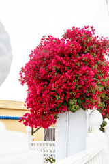 Fototapeta premium Shrubs Bougainvillea bloom against a white stone wall. Summer, Spain, hot.