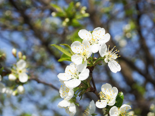 cherry blossoms branch