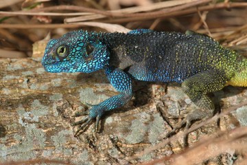 Small and colourful african lizard in the nature habitat