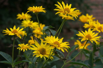 Marigold yellow, flower petals , calendula flower in garden