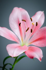 Flower pink lilies on a gray background