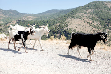 Goats on road