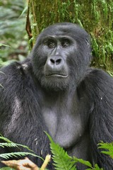 Endangered gorilla in the beauty of african jungle, silverback and family, Gorilla in uganda, rare african wildlife