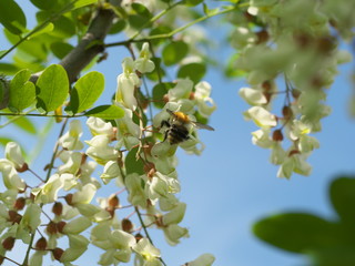 honey bee collects nectar on the white flower of acacia, bee pollinates the acacia flower, closeup