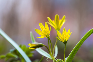 Obraz premium Springtime flowers closeup