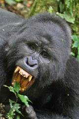 Endangered gorilla in the beauty of african jungle, silverback and family, Gorilla in uganda, rare african wildlife
