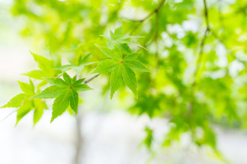 Fototapeta premium Green maple tree