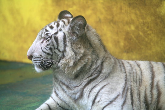 White tiger