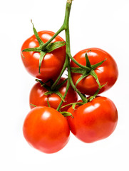 Branch of a tomato with green leaves on a white background. Isolated