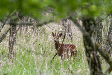 Rådjursbock i en skogsglänta