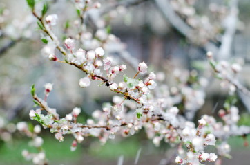 Tender apricot blossom flowers covered with sudden abnormal April snow cyclone