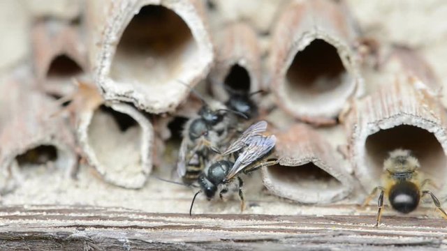 wild solitary bees mating on insect hotel at springtime