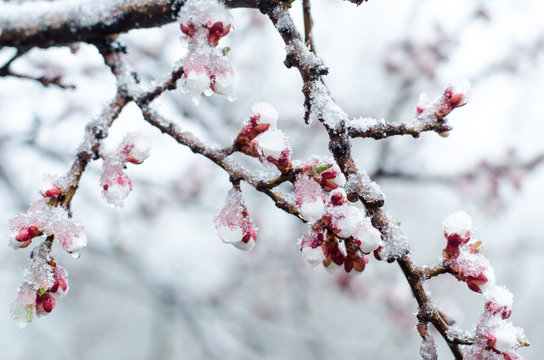 Tender apricot blossom flowers covered with sudden abnormal April snow cyclone