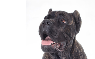 Portrait of a cane corso dog on a white background