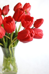 Bouquet of tulips in a vase on white background