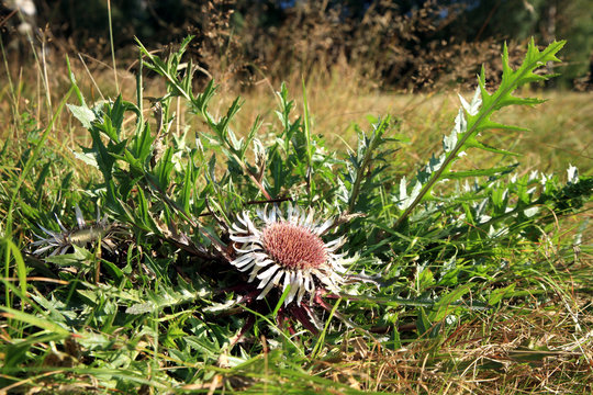 Flowers of Stemless Carline Thistle (Carlina acaulis). It is also known as Dwarf carline thistle, Silver thistle, Hunter's bread, Pane degli Alpini
