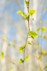 Blooming birch leaves